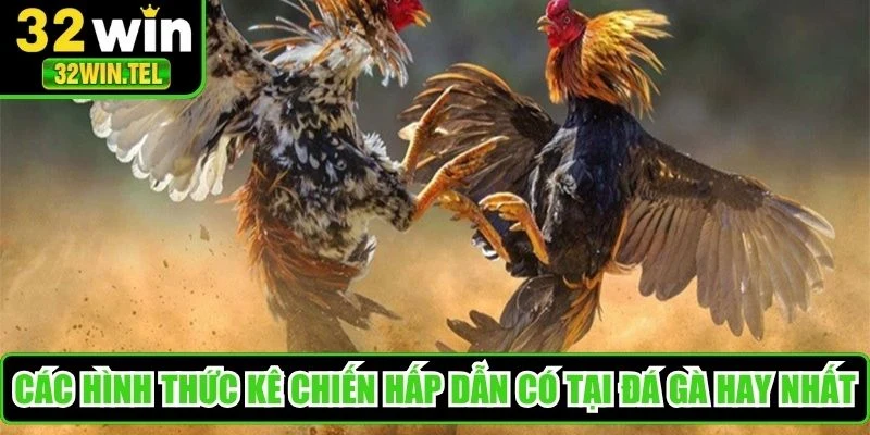 Các hình thức kê chiến hấp dẫn có tại đá gà hay nhất
